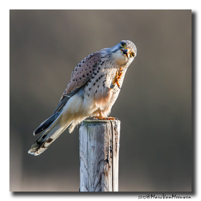 Torenvalk - Kestrel 20120107