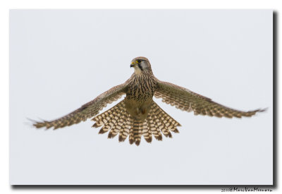 Torenvalk - Kestrel 20111227