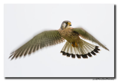 Torenvalk - Kestrel 20111227