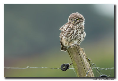 Steenuil - Little Owl 20140910