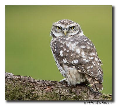 Steenuil - Little Owl 20140910
