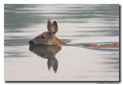 Ree - Roe Deer 20140917