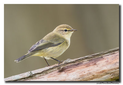 Tjiftjaf - Common Chiffchaff 20140910