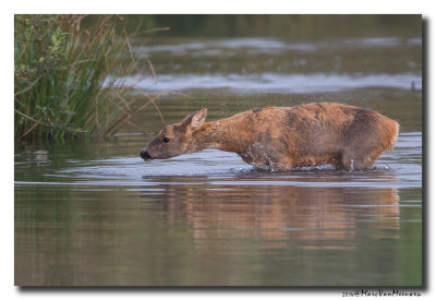 Ree - Roe Deer 20140922