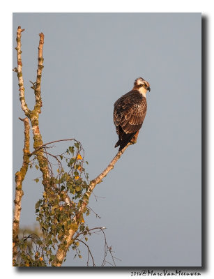 Visarend - Osprey  2014
