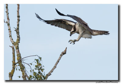 Visarend - Osprey  2014