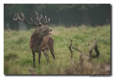 Edelhert - Red Deer 20110918