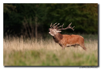Edelhert - Red Deer 20110919