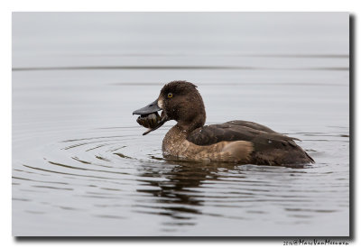 Kuifeend - Tufted Duck 2014