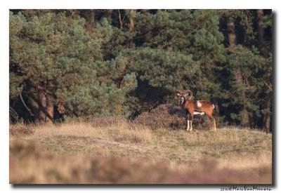 Moeflon - European Mouflon 20140930