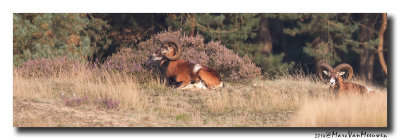 Moeflon - European Mouflon 20140930
