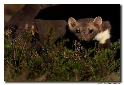 Steenmarter - Beech Marten 