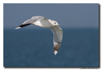 Stormmeeuw - Mew Gull 2014