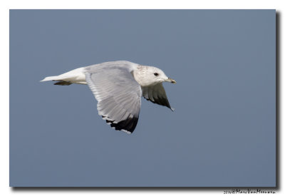 Stormmeeuw - Mew Gull