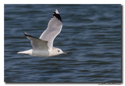 Stormmeeuw - Mew Gull 2014