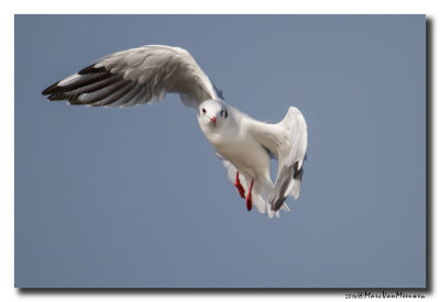 Kokmeeuw - Black-headed Gull 20141003