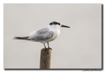 Grote Stern - Sandwich Tern 2014
