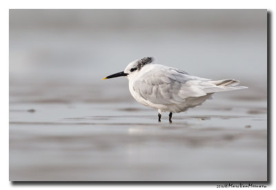 Grote Stern - Sandwich Tern 2014