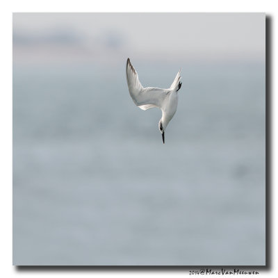 Grote Stern - Sandwich Tern 2014