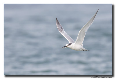 Grote Stern - Sandwich Tern 2014