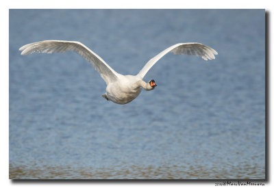 Knobbelzwaan - Mute Swan