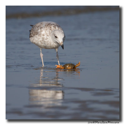 Zilvermeeuw - Herring Gull 2014