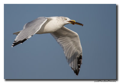 Zilvermeeuw - Herring Gull 2014