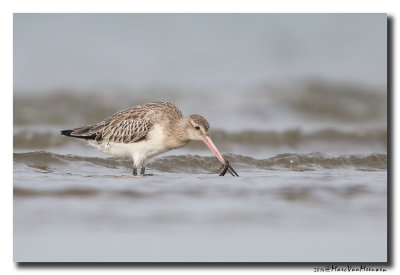 Rosse Grutto - Bar-tailed Godwit 20141031