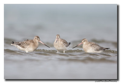 Rosse Grutto - Bar-tailed Godwit 20141031