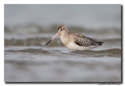 Rosse Grutto - Bar-tailed Godwit 20141031