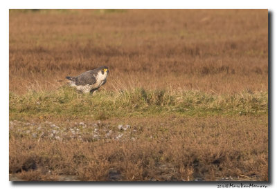 Slechtvalk - Peregrine Falcon 20141031