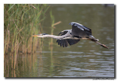 Blauwe Reiger - Grey Heron 2014