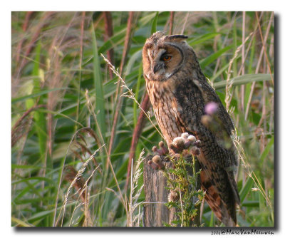 Ransuil - Long-eared Owl 20040730-digiscoping