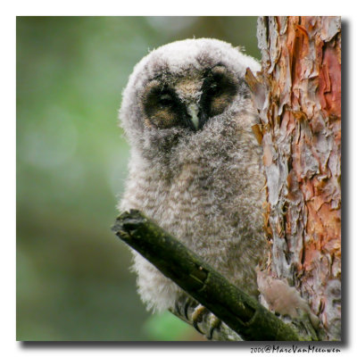 Bosuil - Tawny Owl 20060709-digiscoping
