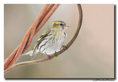 Sijs - Siskin 2013