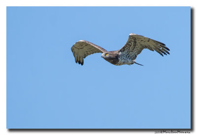 Slangenarend - Short-toed Eagle 20070323
