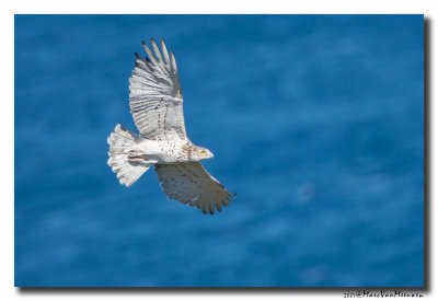 Slangenarend - Short-toed Eagle 20070323