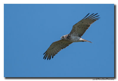 Slangenarend - Short-toed Eagle 20070324