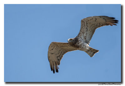 Slangenarend - Short-toed Eagle 20070324