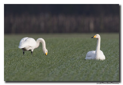 Wilde Zwaan - Whooper Swan 20150116