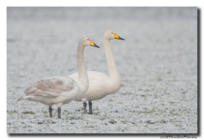 Wilde Zwaan - Whooper Swan 20130329