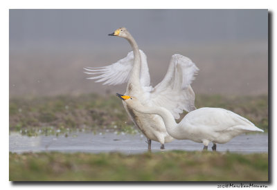 Wilde Zwaan - Whooper Swan 20120221