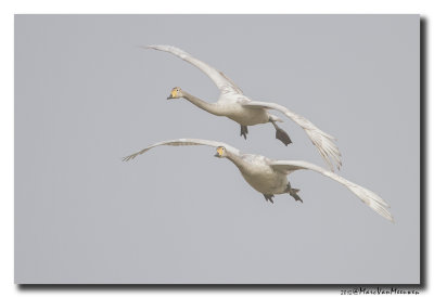 Wilde Zwaan - Whooper Swan 20120227