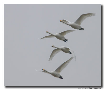 Wilde Zwaan - Whooper Swan 20100314