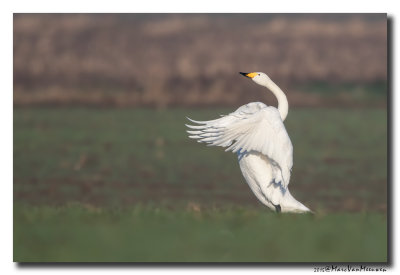 Wilde Zwaan - Whooper Swan 20150102