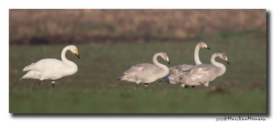 Wilde Zwaan - Whooper Swan 20150102