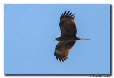 Zwarte Wouw - Black Kite 20070323