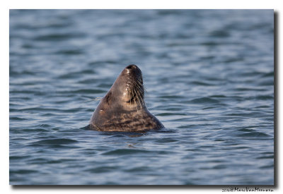 Grijze Zeehond20141031