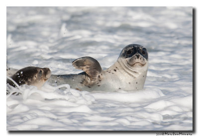 Gewone Zeehond20111015