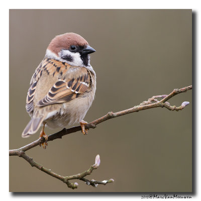 Ringmus - Tree Sparrow 20130316